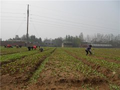 土壤養(yǎng)分速測儀的速測方法是什么？