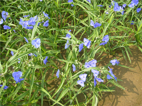 土壤養(yǎng)分速測儀在測土施肥中的作用