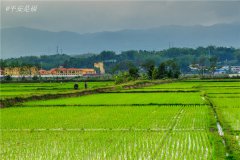 土壤水分速測(cè)儀調(diào)節(jié)土壤水分的方法？