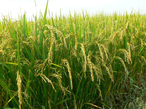 風(fēng)途FT-LORA土壤墑情監(jiān)測系統(tǒng)詳情