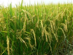 土壤墑情監(jiān)測系統(tǒng)是如何運行的？