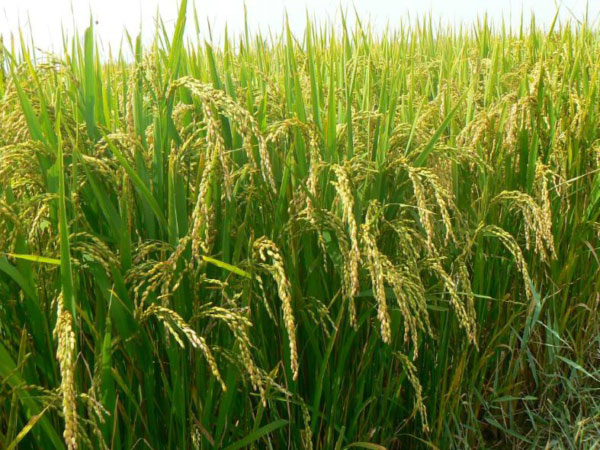 土壤墑情監(jiān)測系統(tǒng)是如何運(yùn)行的？