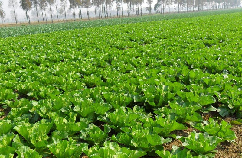 土壤墑情監(jiān)測需要怎么取樣？