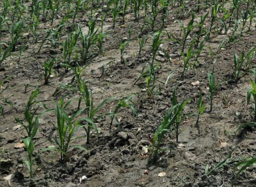 土壤墑情監(jiān)測站是怎樣的系統(tǒng)？