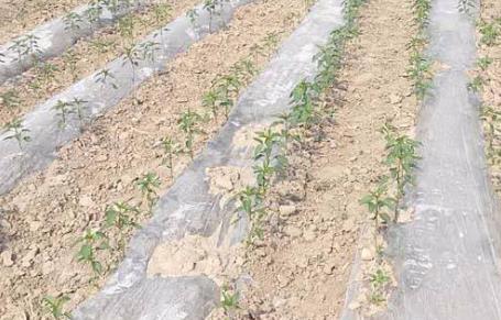 基于無線網(wǎng)絡(luò)的遠(yuǎn)程墑情監(jiān)測(cè)系統(tǒng)介紹