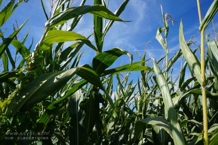 農(nóng)業(yè)節(jié)水，如何用科技支撐？